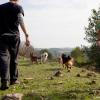 Actividades con perros en la naturaleza