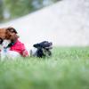 Curso adiestramiento canino en grupo Valencia