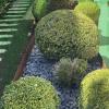 Abdel