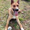 Residencia Canina CAN LLUC - Juegos : Tirar la pelota.