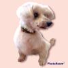 Corte combinado maquina y tijera, corte terrier