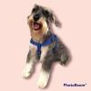 Corte combinado maquina y tijera, corte schnauzer