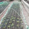 Para proteger las plantaciones utilizamos medios naturales como: piedras, cañas...🌾🍃🥦🌽 