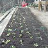 Creación de ECOhuerto e instalación de riego para los niños de Bosc turull.🌾🌿🌽🥦🥒 