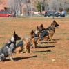 Adiestramiento Y Cuidados De Animales