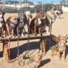 Adiestramiento Y Cuidados De Animales