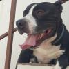 Adiestramiento Y Cuidados De Animales