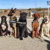 Adiestramiento Y Cuidados De Animales