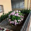 Hortensias 