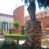 Amparo