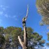Tala de arboles