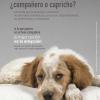 Campaña Adopción responsable - Ayuntamiento de Madrid
