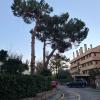 The Tree Company Spain