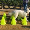 Adiestramiento Canino