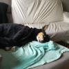 Turbi descansa  