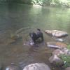 Fido en el río