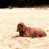 Nuka en la playa