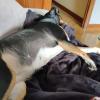 Turbi descansa 