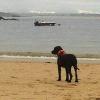 Fido mira al mar