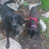 Fido y Lila (DEP)