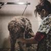 Estética Y Bienestar Canino Peludillos