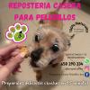 Estética Y Bienestar Canino Peludillos