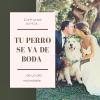 Mercedes Serrano Wedding Planner