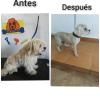 Corte comercial mestizo