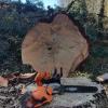 Tala de pino grandes dimensiones
