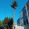 Poda y tala, desmonte controlado en altura de picea