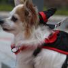 Adiestramiento Canino