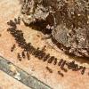 Hormigas comiendo el producto 