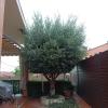 Arce  Jardinería Y Paisajismo