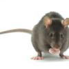 Problemas con roedores.? Soluciones Ecológicas