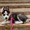 BONSAI, cachorra pomsky. Taller cachorros. 