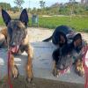 APOLO malinois y LAYO pastor alemán