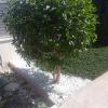 Ar Jardinería