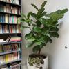 Ficus lyrata y Calathea en Oporto