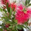 Detalle Callistemon