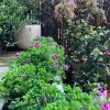 Patio en Las Tablas