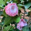 Camellia