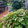 Heuchera