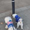 Lola y white