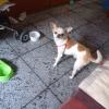 Tintin