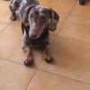 Patu