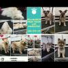 Peluquería  Canina Y Felina