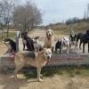 Happy Walks (grupo canino mañanas)