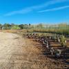 Plantación de plantas de bajo requerimiento hídrico. Mas Terrats. Pontós.