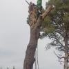 Arbori