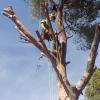 Arbori